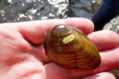 A team of biologists, headed by Jeremy Tiemann of the Illinois Natural History Survey, transported two endangered freshwater mussel species, the northern riffleshell (Epioblasma rangiana) and clubshell (Pleurobema clava, pictured), from Pennsylvania to Illinois.