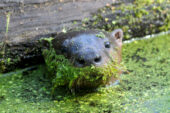 A new study found that river otters in Illinois are being exposed to dieldrin, DDE (a byproduct of DDT), PCBs and other chemicals banned decades ago.