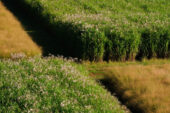 Researchers grew Miscanthus x giganteus (the taller grass) and switchgrass in side-by-side field trials in seven locations in Illinois.