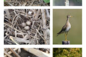 American robins (top) and vesper sparrows (bottom) were found nesting in greater abundance in no-till than in tilled soybean fields. A rare grassland species, the upland sandpiper was found nesting in a no-till field.