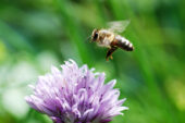 Gene activity changes in response to dietary changes in foraging honey bees, researchers found.