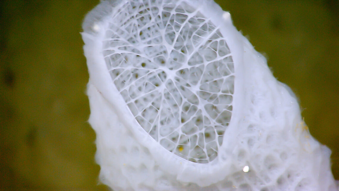 Close-up of the top of a venus flower basket sponge.