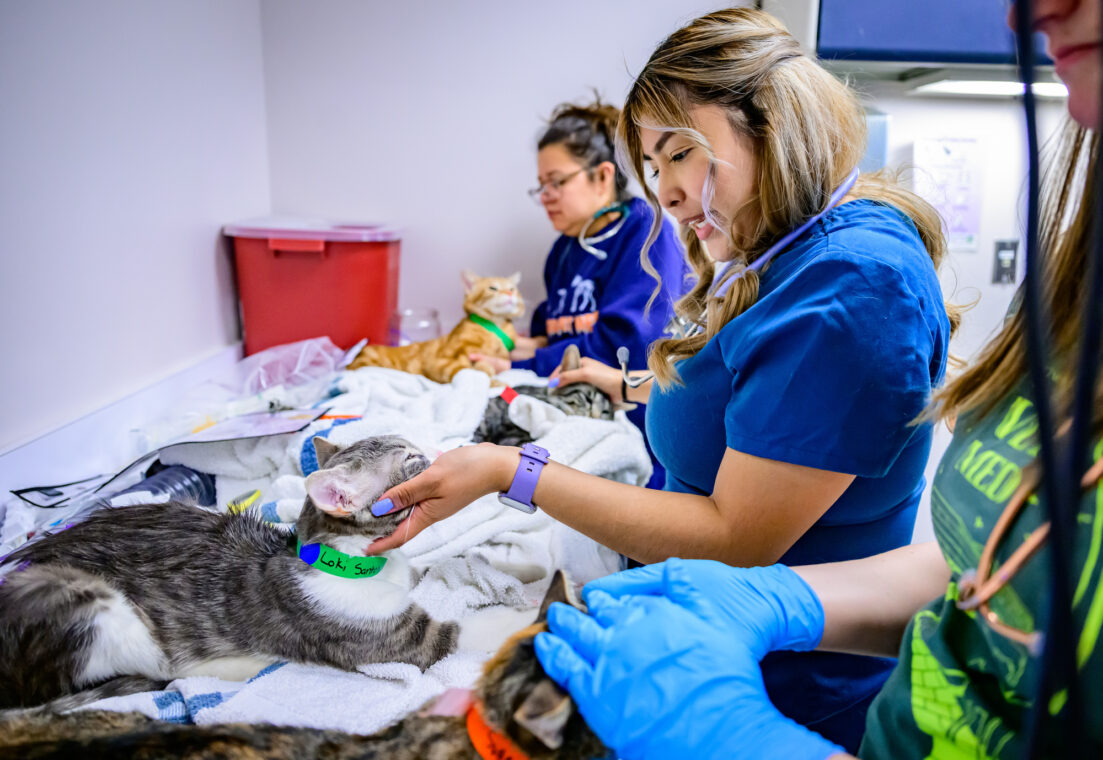 Martinez in the clinic with two other volunteers working with cats.