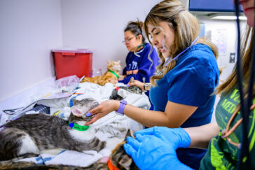 Martinez in the clinic with two other volunteers working with cats.