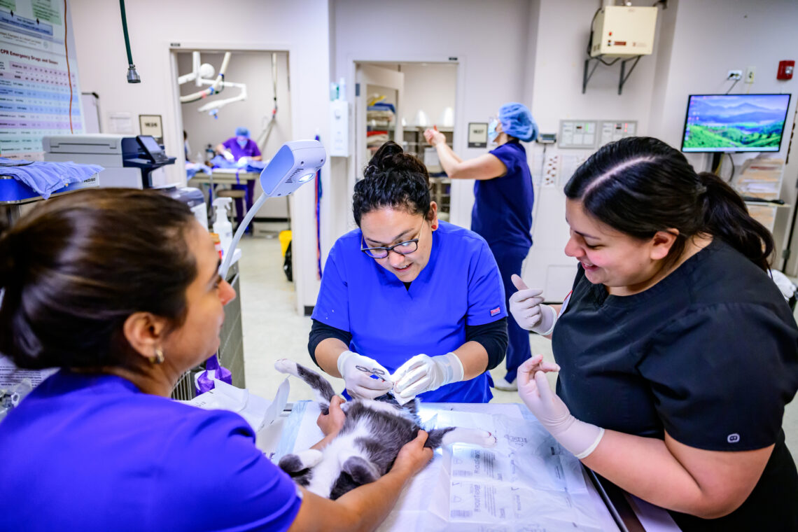 Three young women work together on an anaesthetized cat. 