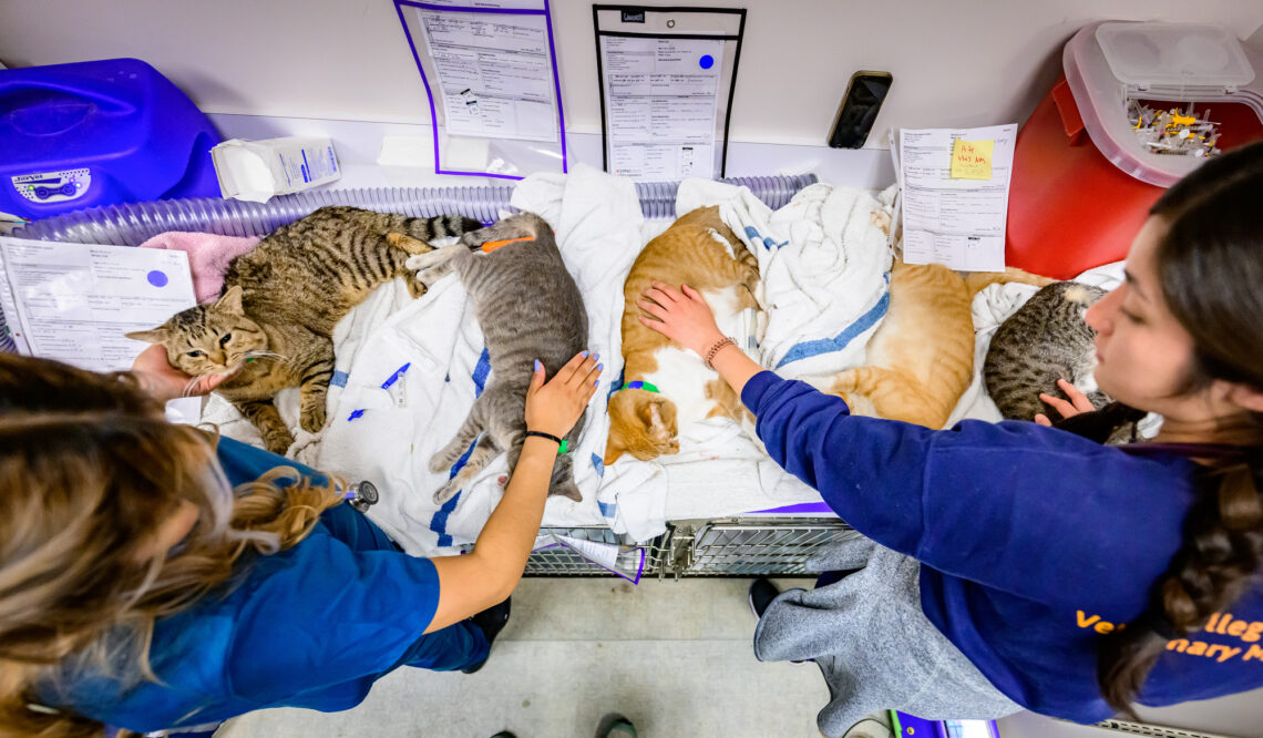 Five groggy cats seen from above as Evelyn Martinez and another student tend to them. 