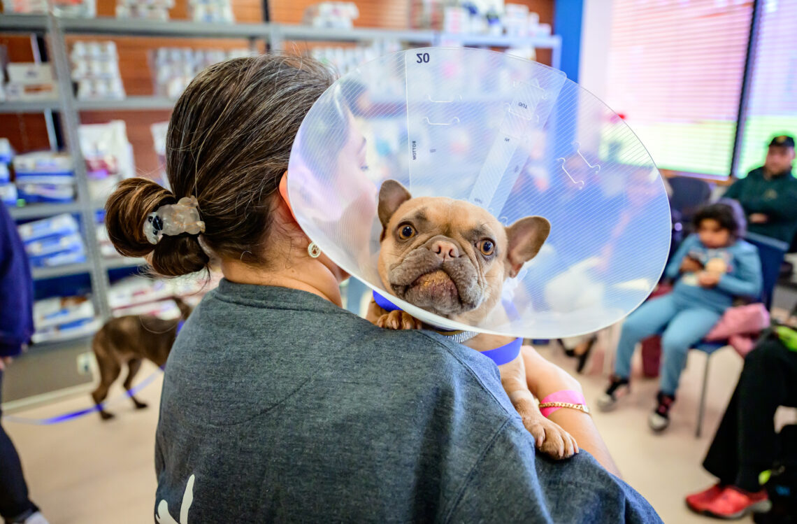 Sweet little pug wearing a cone looks over the shoulder of a person bringing him back to his owners in the waiting room. 