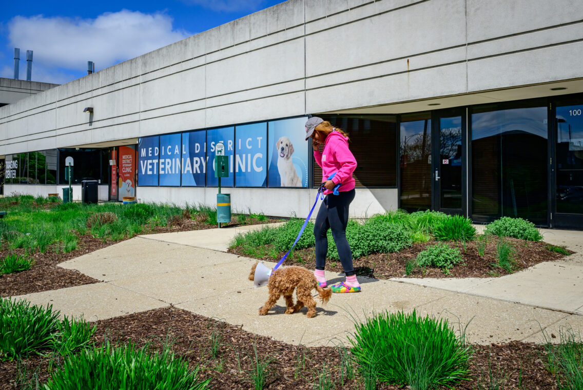 Woman in a pink sweatshirt walks her wobbly dog outside the clinic. The dog is wearing a protective cone around his head. 