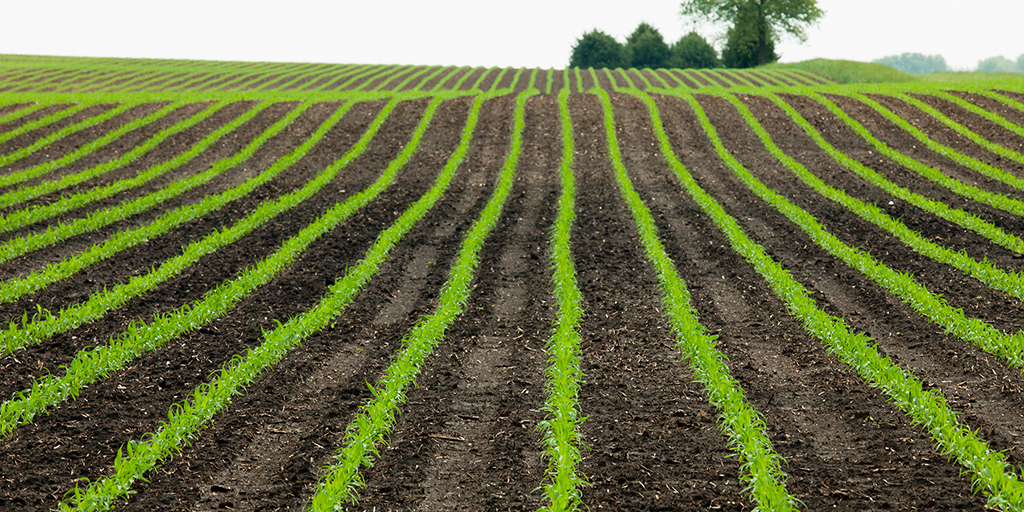 Photo of cornfield early in the growing season. 