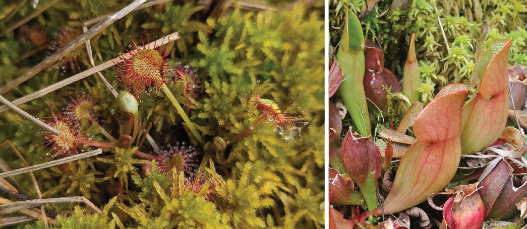 Composite photo: The sundew has sticky projections that capture insects, the pitcher plant lures insects into its pitcher-shaped digestive compartment. 