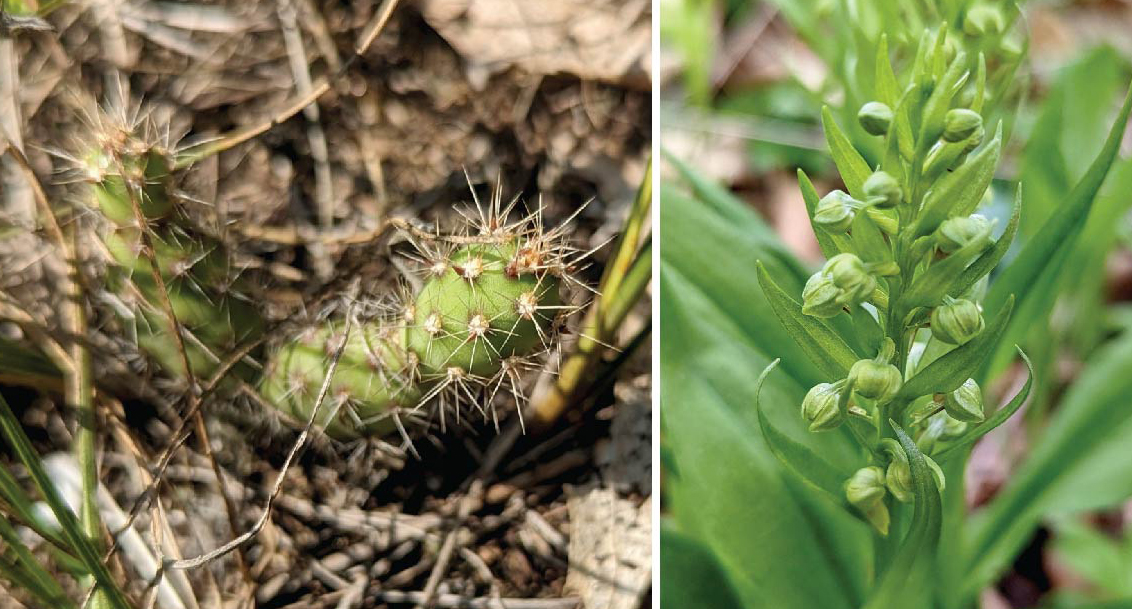 Composite photo of the two plants. The orchid has green leaves and flowers. 