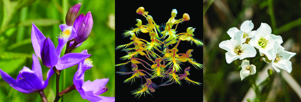 Composite photo: Flowers of the plants are purple, left, orange, center, and white. 