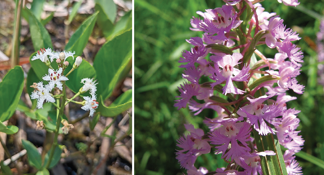 Composite photo: bog buckbean has white flowers and orchid has pale purple flowers.  