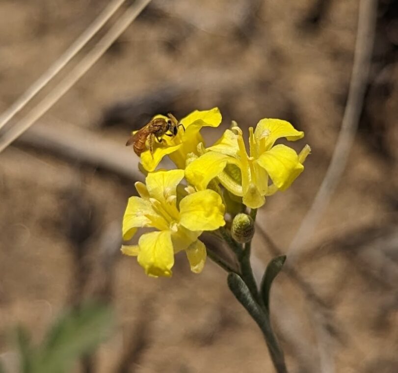 Photo of a yellow-flowered plant being pollinated by a tiny bee. 