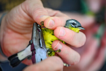 Closeup of hands holding a yellow-breasted bird and calipers.