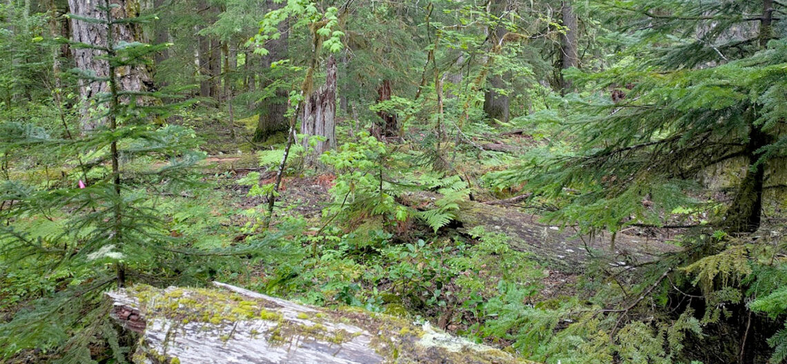 Photo of the forest with a large fallen tree in the foreground. 