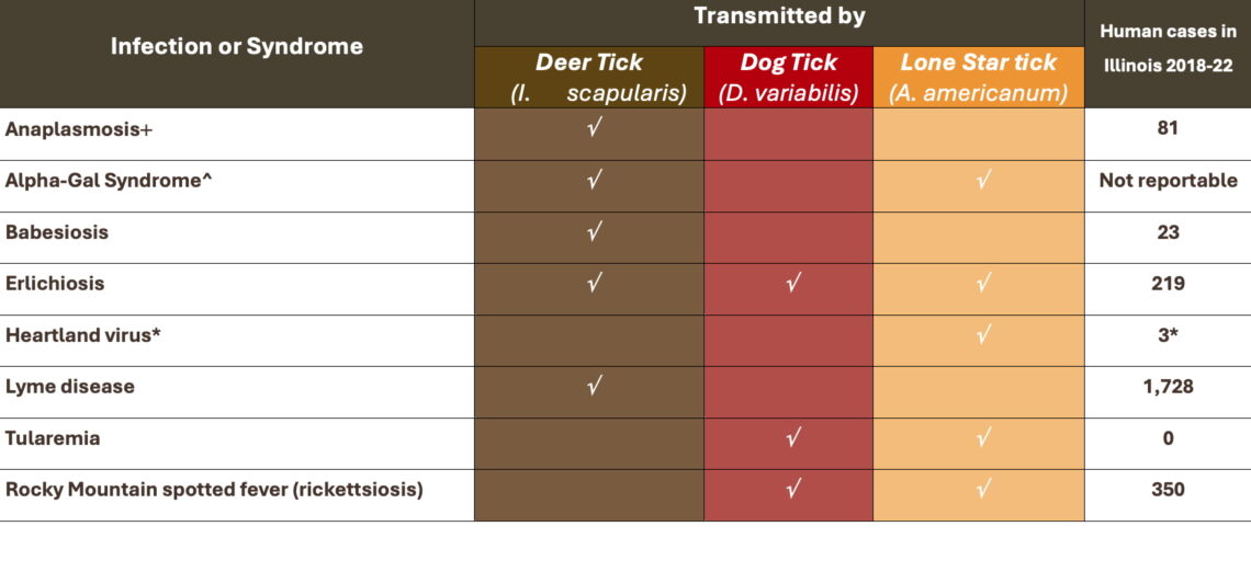 Chart of seven tick-borne diseases and the ticks that carry them and the number of human cases of each disease in Illinois from 2018-2022. The largest numbers are for Lyme disease (1,,728 cases) Ehrlichiosis (219 cases), and Rocky Mountain spotted fever rickettsiosis (350 cases).