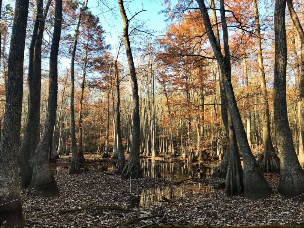 Gorgeous fall colors turn the forest canopy a golden orange, with some wet areas at the base of large trees.