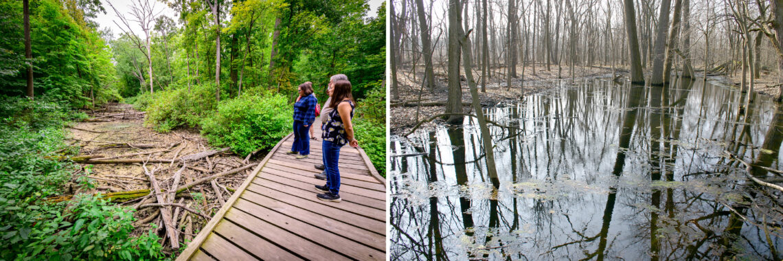 Two views of Busey Woods, in the dry season on the left, with a muddy low area beneath a boardwalk, and in the wetter season, when the low areas are filled with water. 