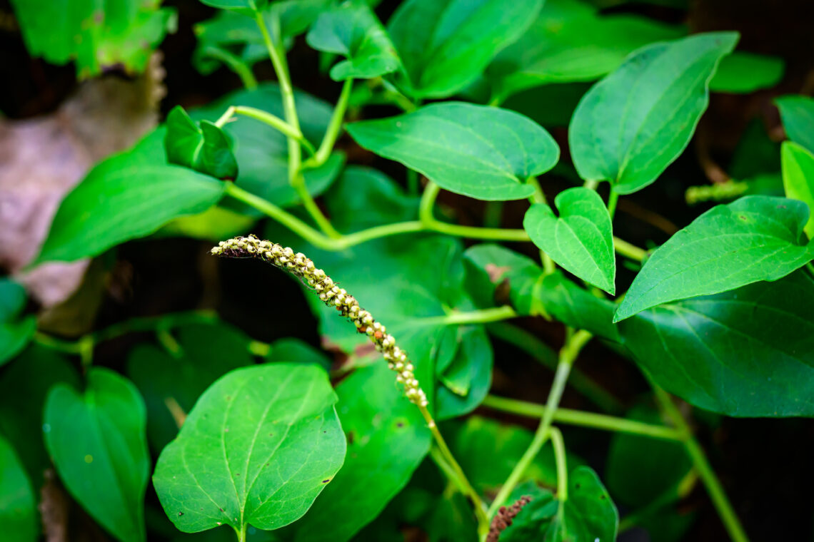 Photo of a herbaceous plant with a seed pod in the center. 