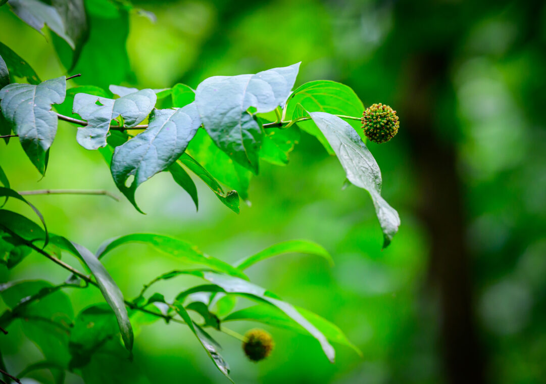 Leaves and seed heads of the plant. 