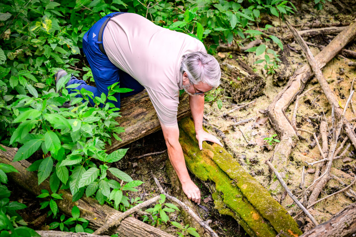 Marcum bends over a fallen tree trunk to pluck a seed pod from the soil. 