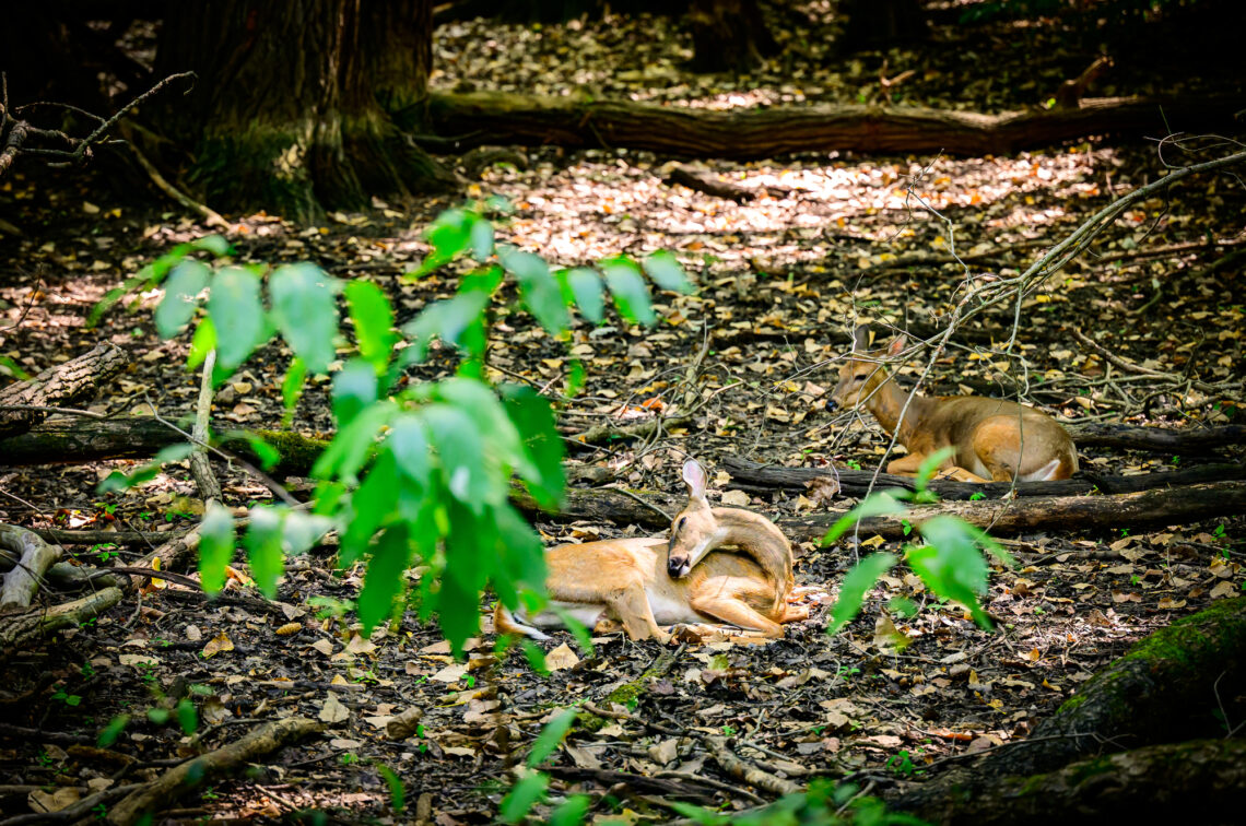 Two deer rest in the bed of a dried out wetland area at Busey Woods in Urbana. 