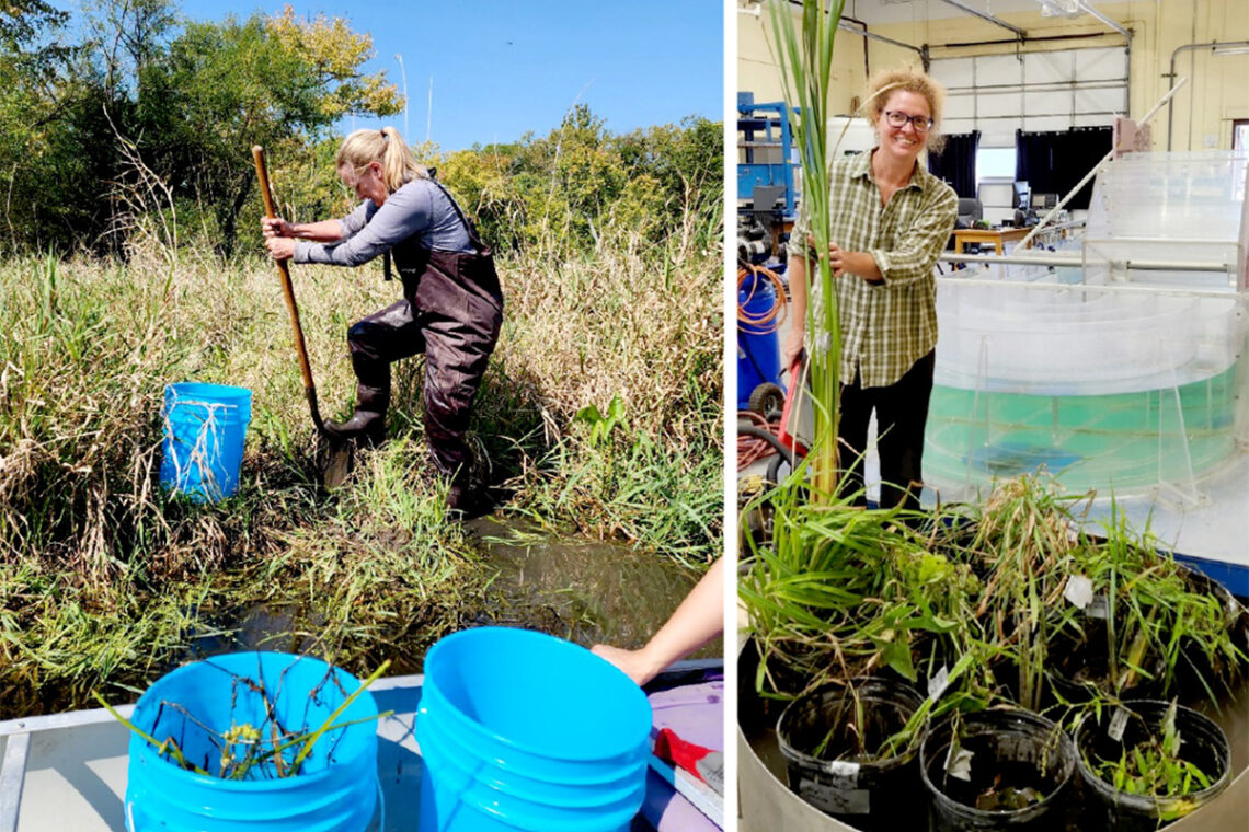 Two photos: left, Bauer digs up wetland plants; right, McIntyre in the laboratory with a variety of wetland plants.