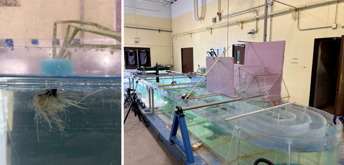 Two photos: left, a wetland plant's roots are visible in a water-filled tank with clear plexiglass sides. Right, a room-sized transparent structure in the laboratory that exposes plants to water flow.