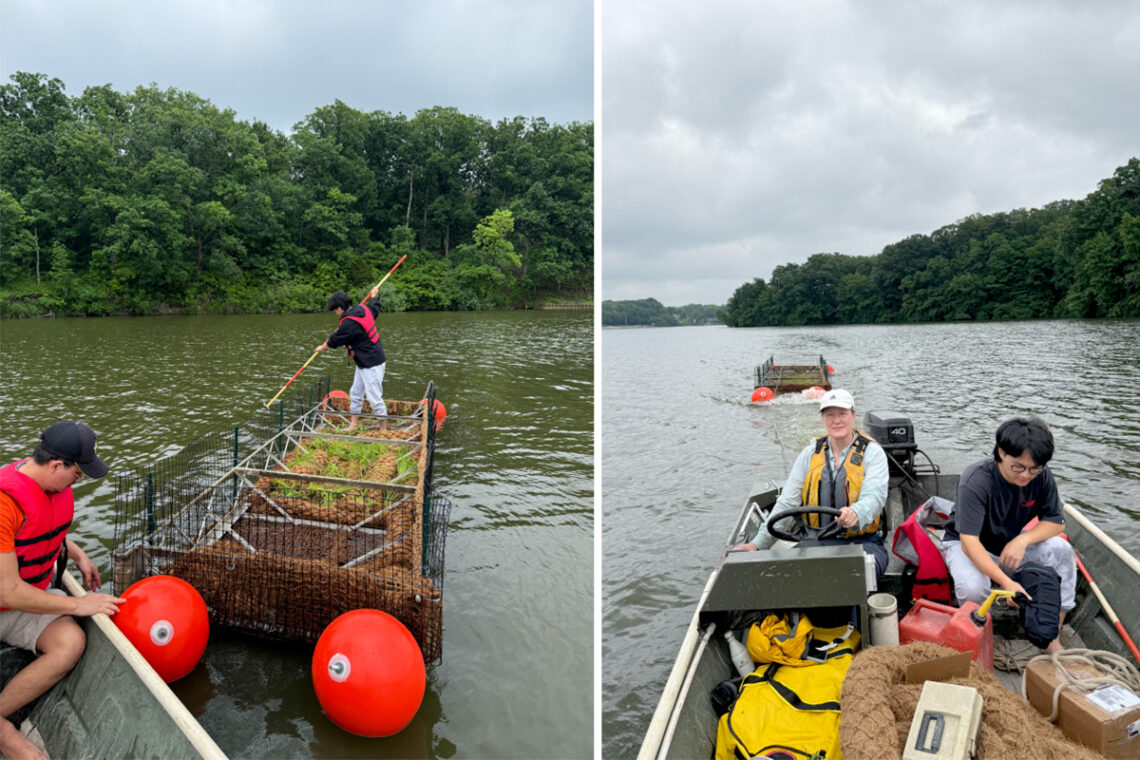 Two photos of teams towing the floating wetlands into place behind a small outboard motor boat.