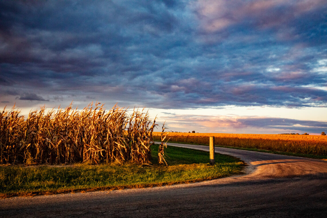 Photo of a cornfield at sunset along a country road.