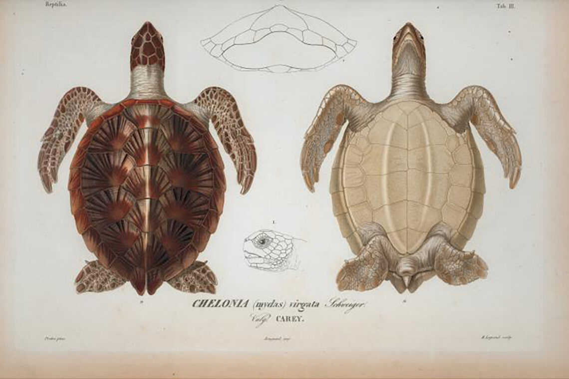Scientific print showing several views of the green turtle.