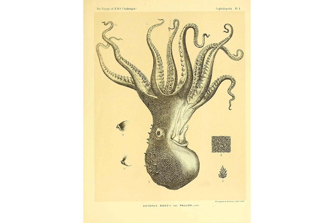 Scientific print of an octopus