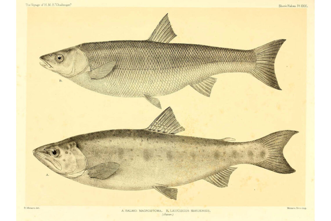 Scientific print of a salmon