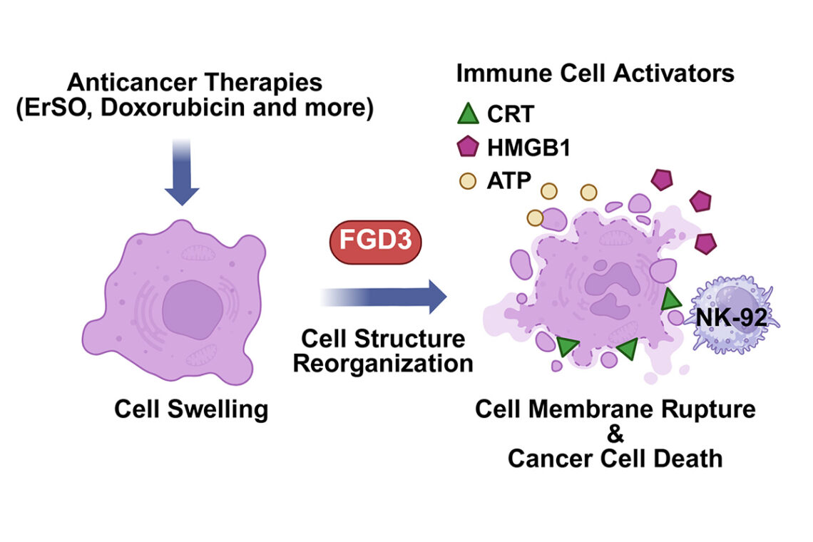 Graphic showing a cell swelling upon treatment with chemotherapy and the display of immune cell activators and the recruitment of immune cells. 