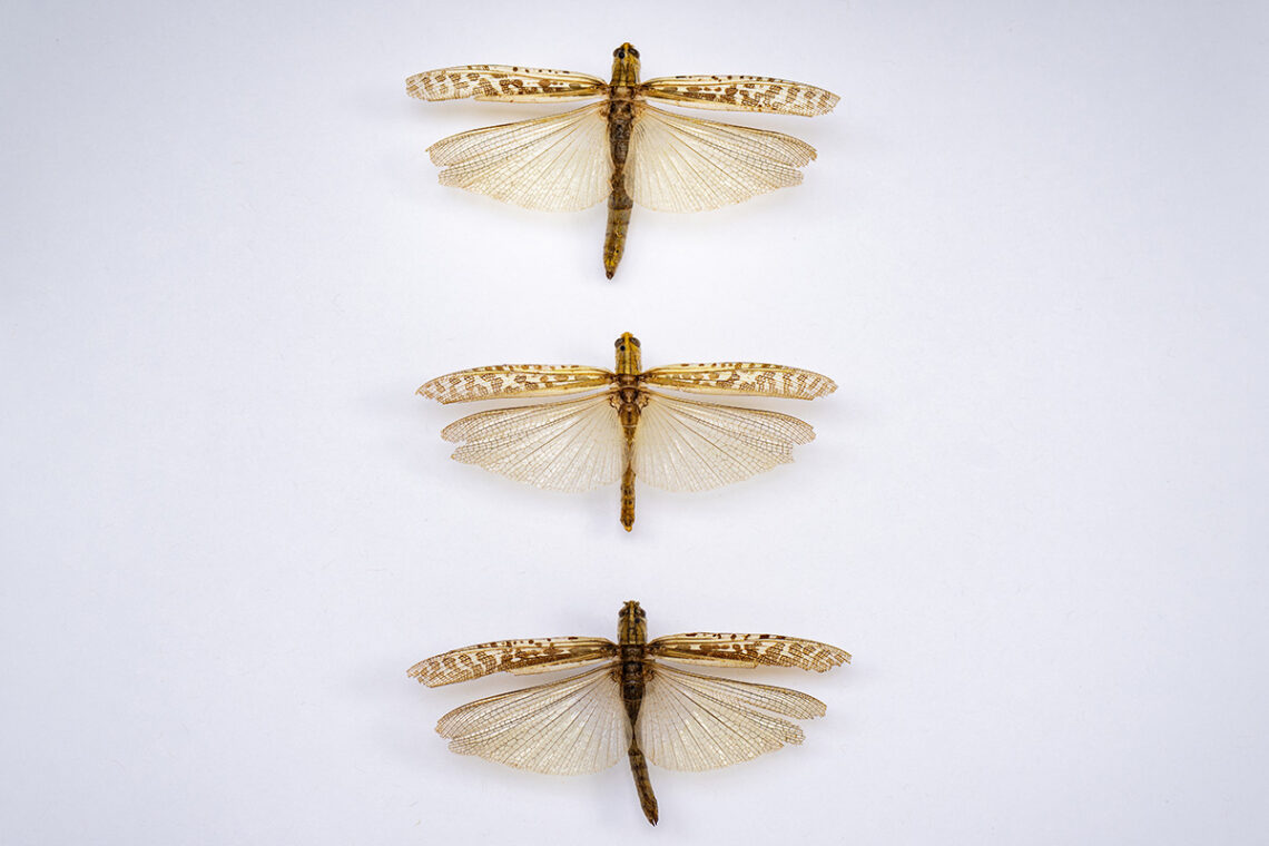 Photo of three grasshoppers with wings outstretched.
