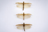 Photo of three grasshoppers with wings outstretched.