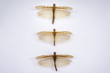 Photo of three grasshoppers with wings outstretched.