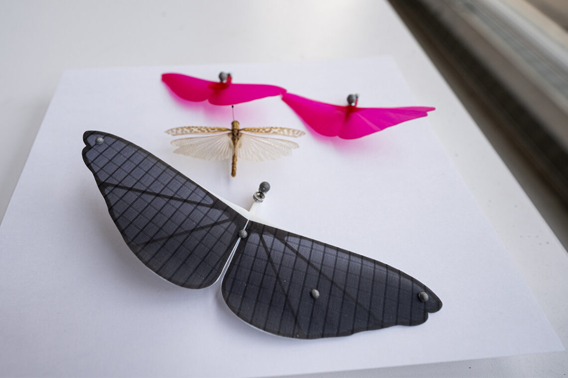 Photo of grasshopper and model wings based on the design of the grasshopper wings. 