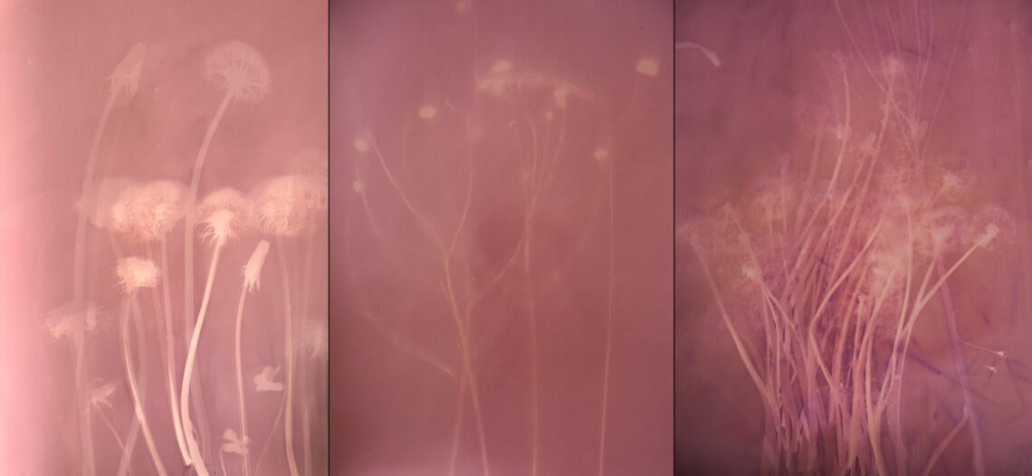 Triptych of three pink-tinted photos of prairie grasses.