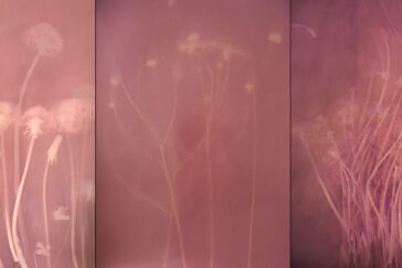 Triptych of three pink-tinted photos of prairie grasses.