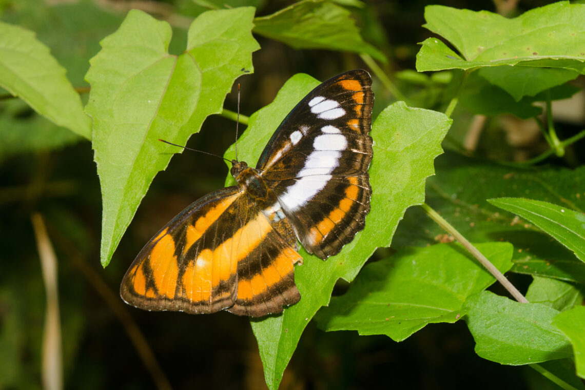 Photo of a butterfly with different markings on each of its wings.