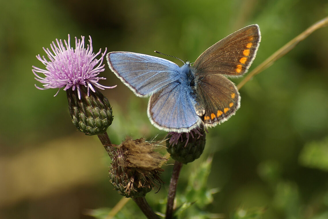 Photo of a butterfly with different colors on each of its wings.