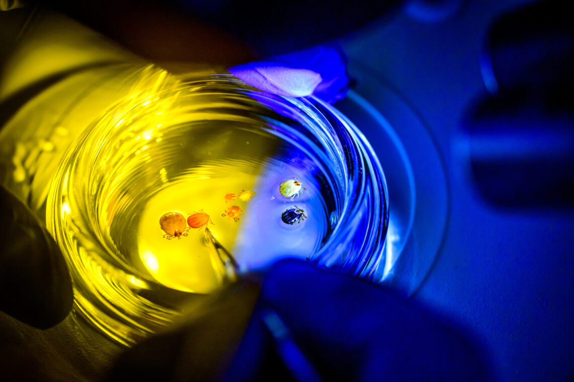 Closeup of a glass dish that is illuminated from below under a stereomicroscope. Several colorful tick species are arrayed across the dish.