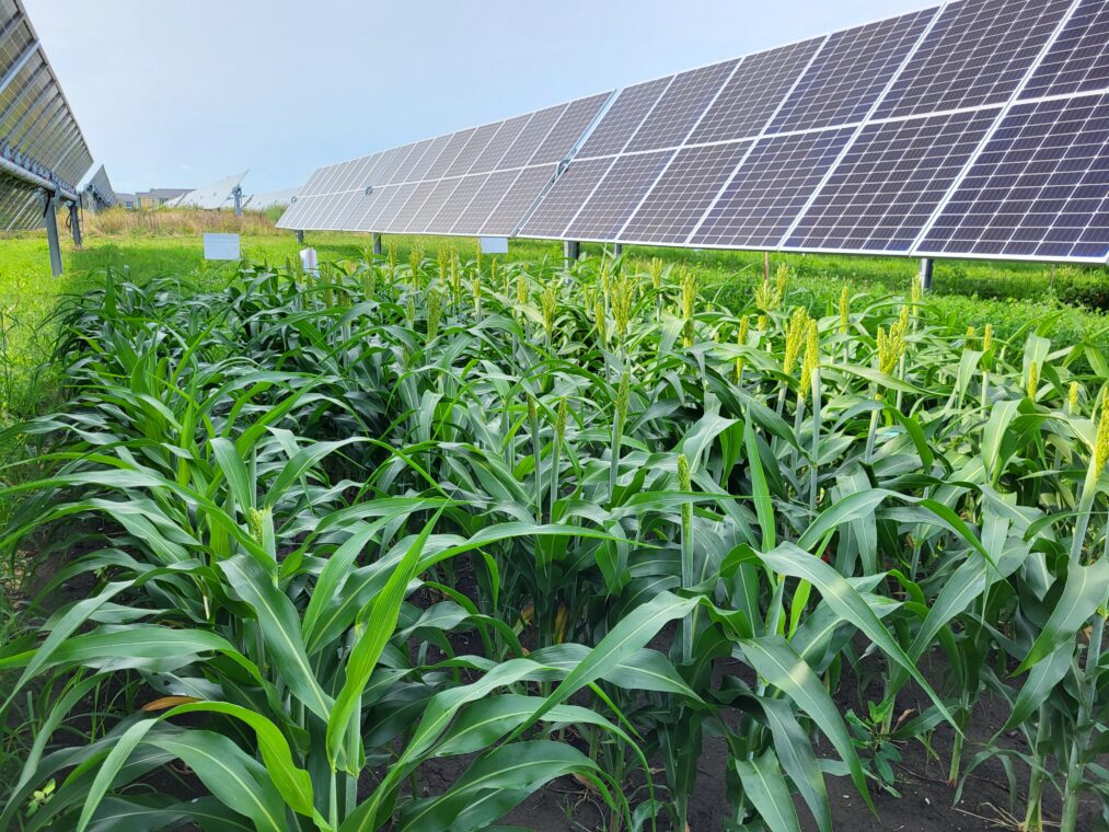 Photo of a cornfield alongside solar arrays.