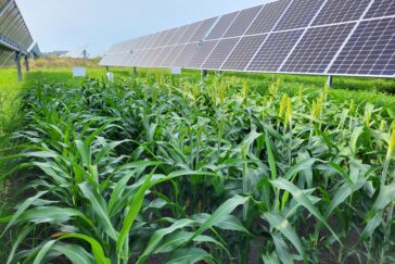 Photo of a cornfield alongside solar arrays.
