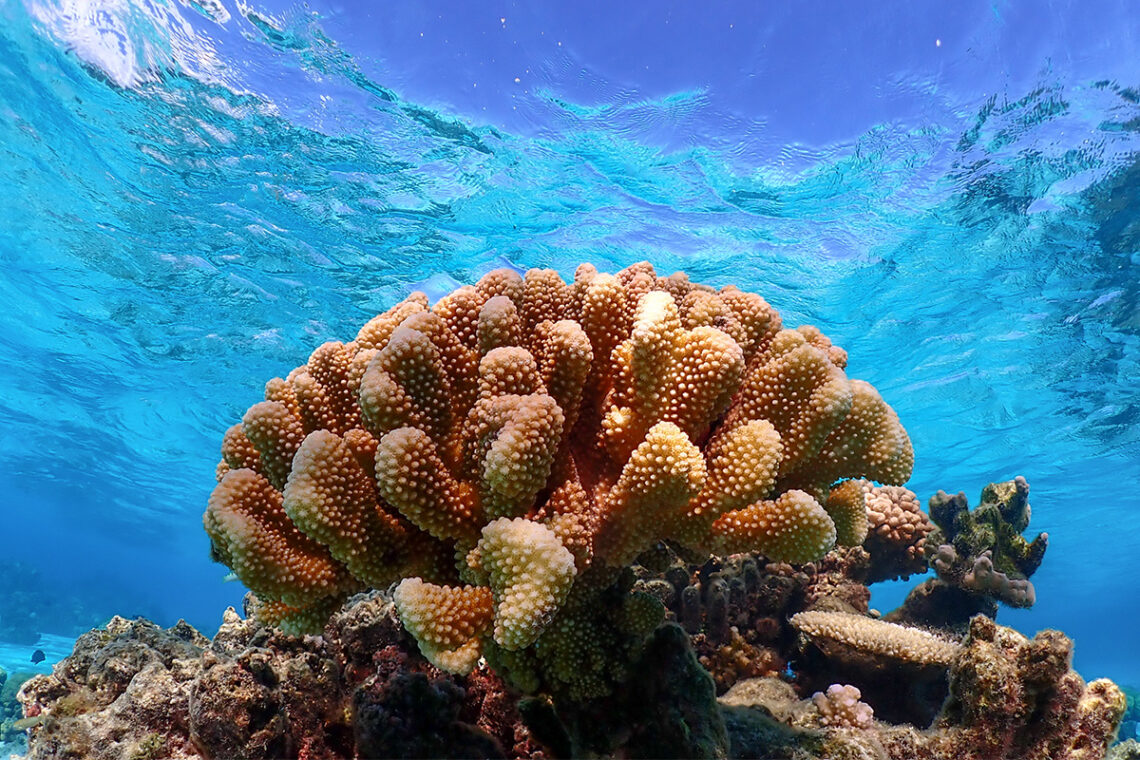 Photo of live coral.