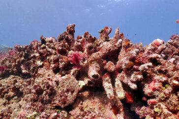 Photo of hollowed-out coral on a reef in Moorea. The coral is coated in brown and red algae.