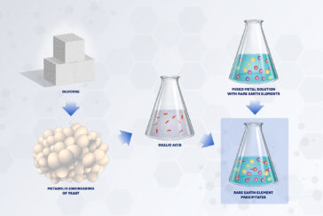 Researchers genetically engineered the metabolic pathways in yeast to produce oxalic acid, which can be used to extract free rare earth elements from low-grade ore. Graphic