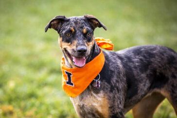 A dog wearing an orange Illini bandana.